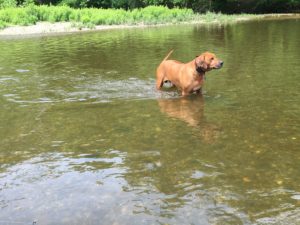 Swimming in the Housatonic River