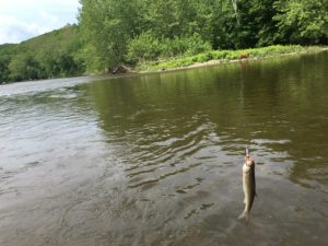 Housatonic River Catch…